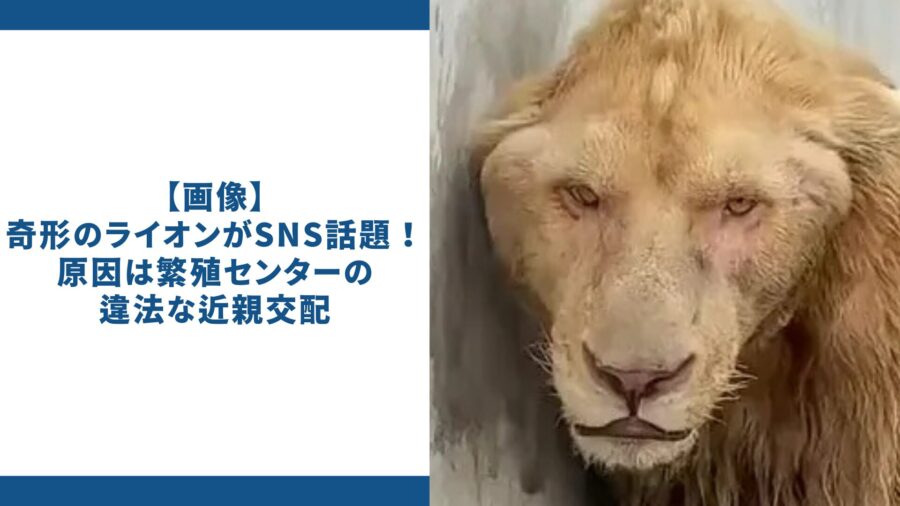 奇形ライオン　SNS